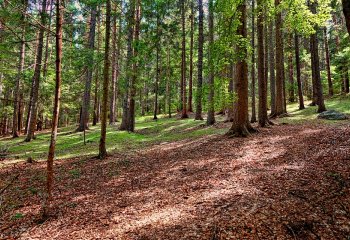 Urodziło Ci się dziecko, posadź drzewo!