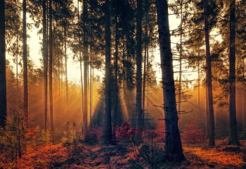 Polsko-chińskie rozmowy o roli leśnictwa dla klimatu 