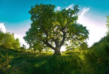 Dotacje od NFOŚiGW na odtwarzanie przyrody i krajobrazu w parkach narodowych