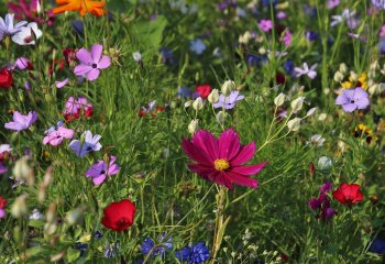 Łąki zamiast trawników?