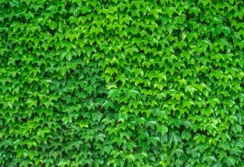 Wiedeń przeciwdziała ociepleniu klimatu