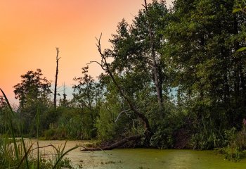 Mokradła na zmiany klimatu