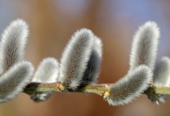 Posadź wierzbę - akcja WFOŚiGW w Gdańsku