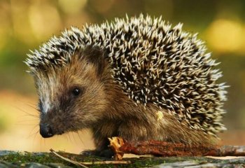 Chroń jeża MegaZwierza