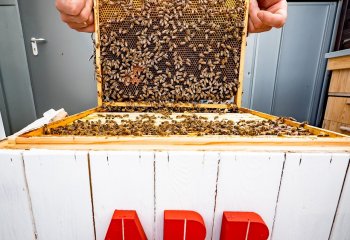 Pszczoły dla miast przyszłości