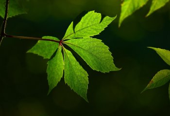 NFOŚiGW wspiera inicjatywy edukacyjne z zakresu ochrony środowiska