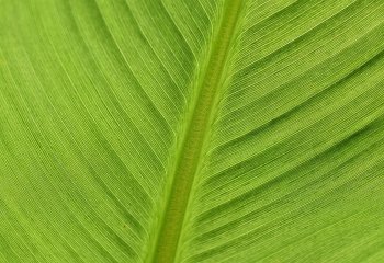 Trwają badania nad „sztucznym liściem” produkującym paliwo