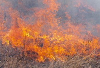 Australia płonie, Polska wysycha – katastrofa klimatyczna dzieje się na naszych oczach