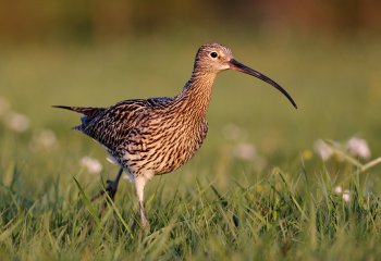 Energa w przyrodniczej akcji na składowisku elektrowni