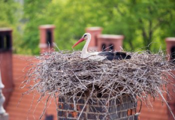 Ptasie gniazdo w kominie. Co robić?
