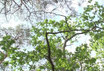 Biznes zamierza walczyć ze zmianami klimatu nawet w trakcie pandemii. Na odwrócenie negatywnych tendencji mamy tylko 12 lat