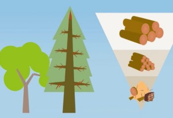 Drewno – klucz zrównoważonego rozwoju