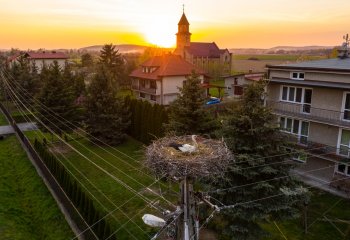 Pisklęta wykluły się w gniazdach przygotowanych przez TAURON