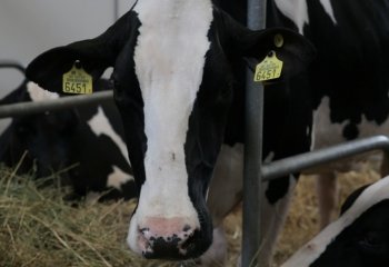 Chiny największym pozaunijnym odbiorcą polskich produktów mlecznych