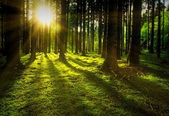 Zamieszkaj w prywatnym lesie z Aurec Home