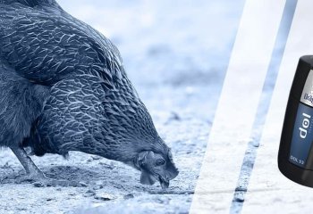 Czujnik amoniaku DOL 53