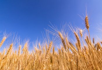 Czy w Polsce zabraknie chleba?