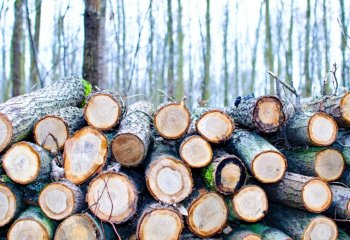  Sprzedaż drewna dla przemysłu w 2023 r. – Lasy Państwowe wprowadzają zmiany