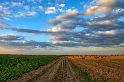W Polsce rolnictwo jest jednym z głównych emitentów gazów cieplarnianych