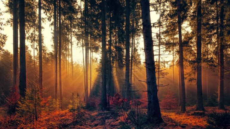Polsko-chińskie rozmowy o roli leśnictwa dla klimatu