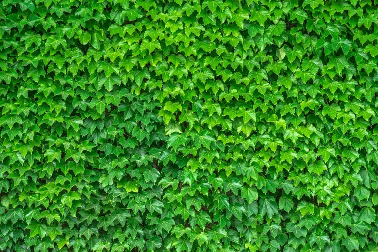 Wiedeń przeciwdziała ociepleniu klimatu