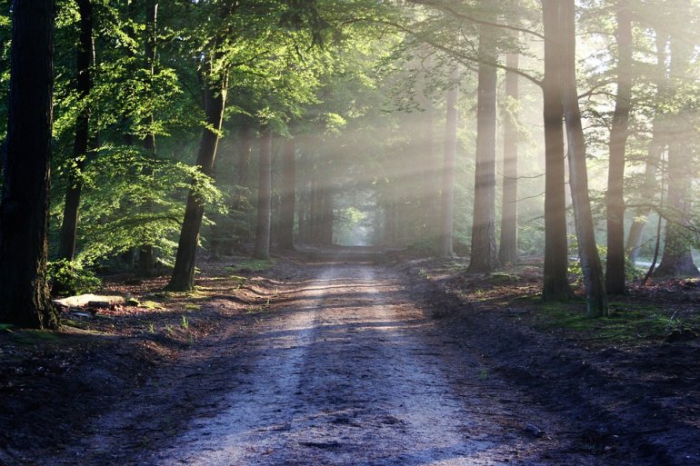 Nowe prawo uderzy w polską przyrodę | WWF Polska