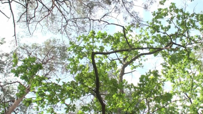 Biznes zamierza walczyć ze zmianami klimatu nawet w trakcie pandemii