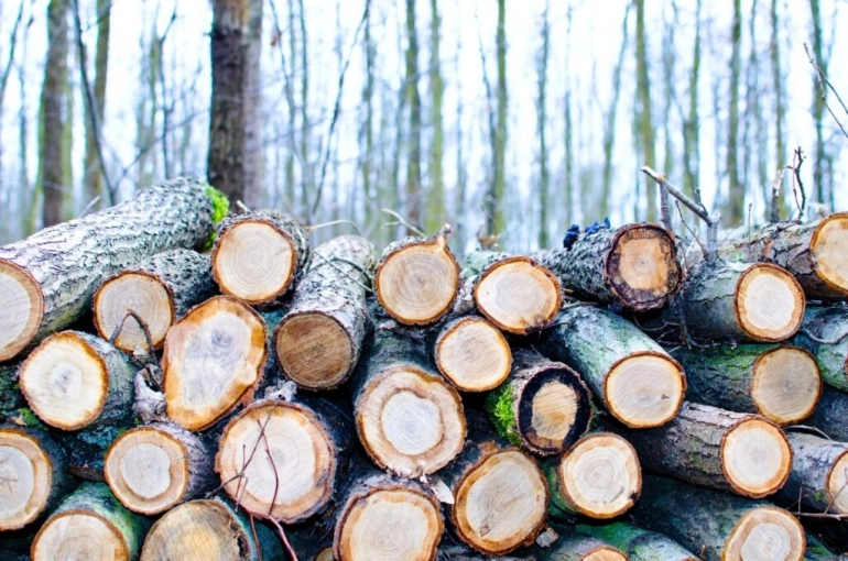  Sprzedaż drewna dla przemysłu w 2023 r. – Lasy Państwowe wprowadzają zmiany